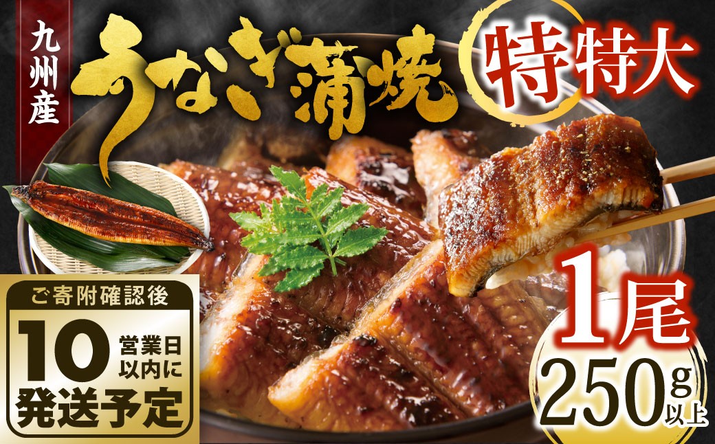 
            【10営業日発送】 九州産 うなぎ蒲焼 特特大 1尾 （250～266g） うなぎ蒲焼き うなぎ 鰻 ウナギ 蒲焼 蒲焼き 特大サイズ 冷凍 福岡県 北九州市
          