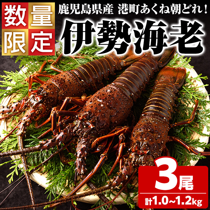 ＜先行予約受付中！2026年9月上旬以降順次発送予定＞期間・数量限定！鹿児島県産 伊勢海老(3尾・計1.0～1.2kg) 国産 鹿児島県産 海老 えび エビ 伊勢海老 刺身 海鮮 海の幸 海産物【福美丸水産】akn033-23
