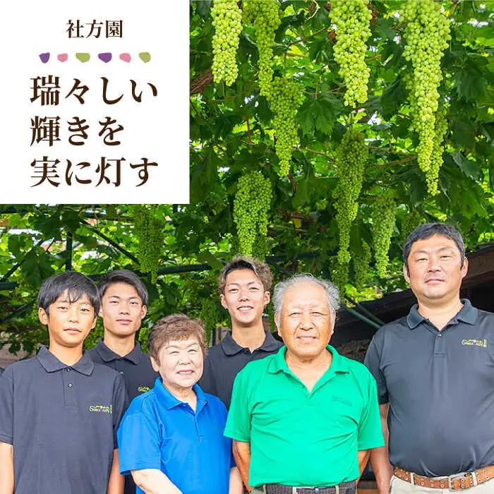 【2026年発送先行予約】 社方園の シャインマスカット 一房 化粧箱入り 【合同会社 社方園】ぶどう 大粒  熊本 熊本県産 国産シャインマスカット[ZBZ005]