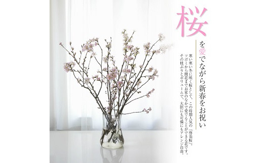 
102　啓翁桜 約70cm×12本
