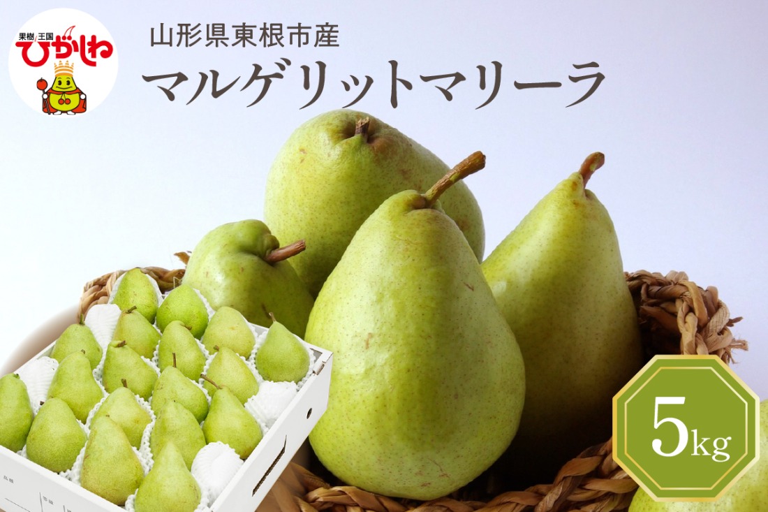 【令和7年産 先行予約】西洋梨マルゲリットマリーラ５ｋｇ　秀品　化粧箱入り 山形県 東根市 東根農産センター提供 hi027-188-2