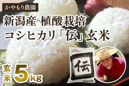 【令和7年産】新潟産コシヒカリ「伝」真空パック 玄米5kg 《9月下旬〜順次出荷》