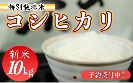  新米予約！令和7年産　(精白米)　特別栽培米　こしひかり10kg