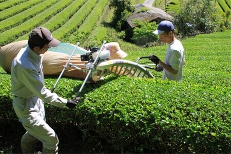 【無農薬栽培】基山茶特上煎茶3袋セット【お茶 緑茶 基山茶 基山町 特上 煎茶 旨み 渋み 美味しい 無農薬】 A4-F009002