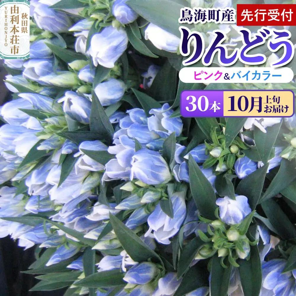 《先行受付》【10月上旬お届け】鳥海町産 りんどう 30本 ピンク バイカラー