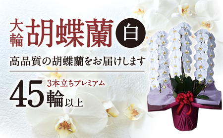 大輪胡蝶蘭 白 3本立ち　プレミアム　AA-E01　綾羽株式会社 東近江
