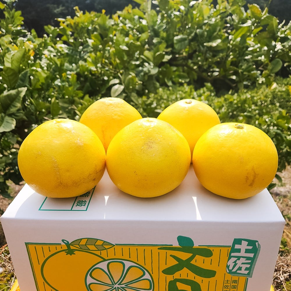 土佐文旦　家庭用　約１０キロ（１４～２２玉）