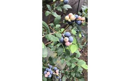 琴浦町産生ブルーベリー１kg（250g×4パック）ハーブティー付