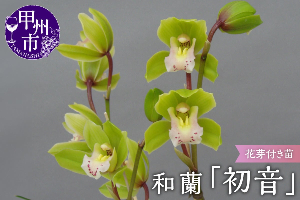 
            緑花品種 和蘭 「初音」 花芽～開花株 ４号陶器鉢付 B2-1116
          