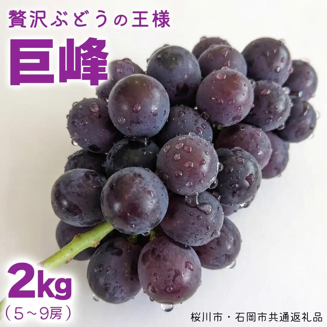 《 2026年 収穫分 》 種あり 巨峰 2kg 5～9房 (桜川市・石岡市共通返礼品) 先行予約 石田ぶどう園 国産 茨城県 桜川市 ぶどう ブドウ 葡萄 果物 くだもの フルーツ 旬 人気 産直 採れたて 新鮮 産地直送 秋 贈答 ギフト プレゼント [FB002sa]