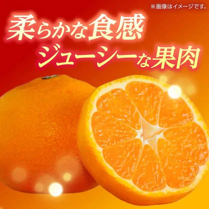【先行予約】 訳あり 温州みかん 『青島』 約5kg S~Lサイズ 【奥村果実園】[ZFK001]