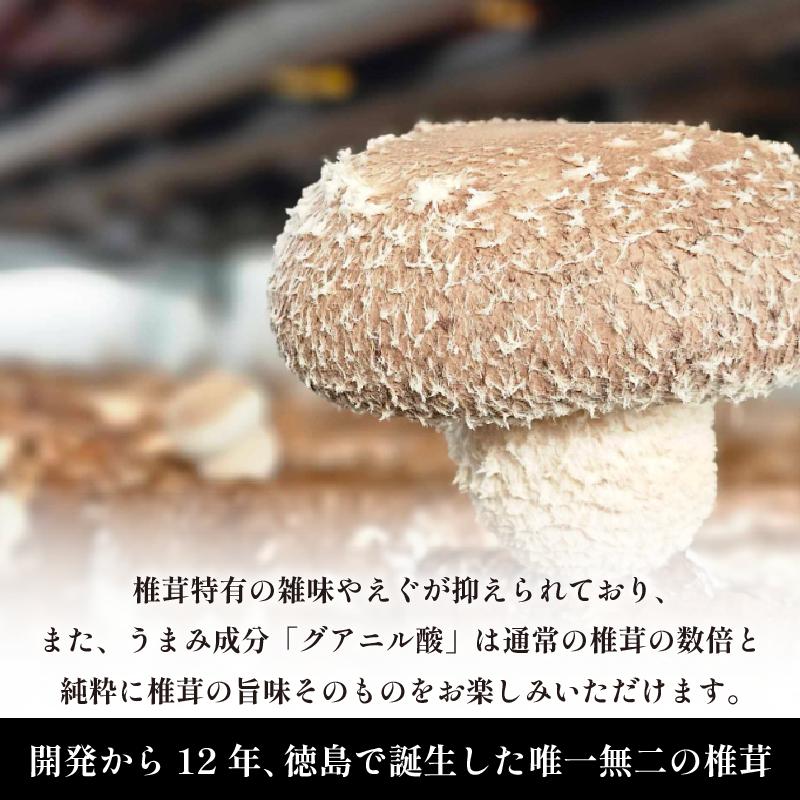 【11月順次発送】　天恵菇 椎茸 300g×2P しいたけ シイタケ てんけいこ 肉厚 幻 きのこ キノコ 菌床 焼き物 揚げ物 鍋 BBQ 野菜 贈り物 プレゼント 徳島県