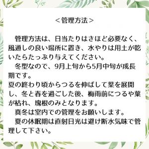 ディオスコレアエレファンティペス実生株 1本
