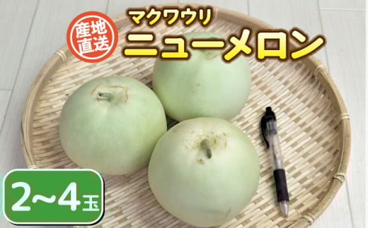【 期間限定 】 マクワウリ ニューメロン 2~4玉 果物 フルーツ メロン まくわうり 真桑瓜 産地直送 下関 山口