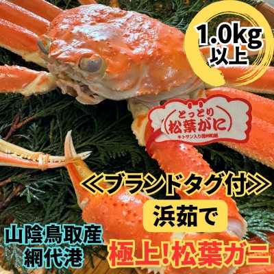 【さかなや新鮮組】鳥取県産 ブランドタグ付き 浜茹で 極上松葉ガニ(1.0kg以上) 1枚【配送不可地域：離島・北海道・沖縄県・東北・信越、北陸】