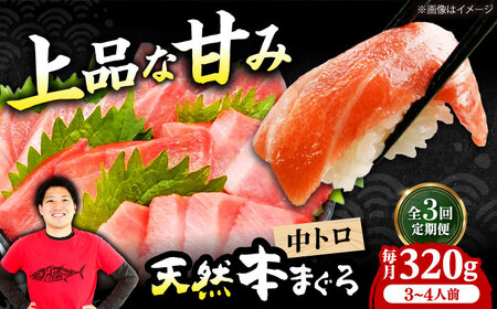【全3回定期便】たね熟天然本まぐろ中トロ(320g) [AOCE031] まぐろ まぐろ まぐろ まぐろ まぐろ まぐろ