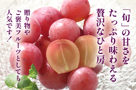【先行予約】ぶどう クイーンニーナ 約2kg 3～4房【2026年8月下旬～9月下旬配送予定】朝採れ即日発送 新鮮 生産者直送 果物 フルーツ 冷蔵便 佐賀県 鹿島市 送料無料 C-39