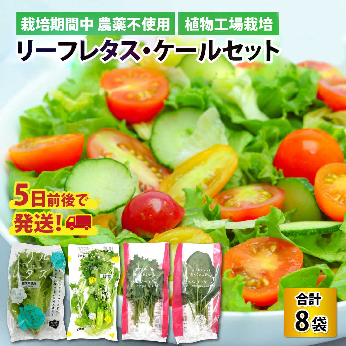 【ふるさと納税】植物工場栽培　リーフレタス・ケールセット【5日前後で発送】【栽培期間中農薬不使用】 | 野菜 セット 詰合せ 地産地消 野菜セット 新鮮 旬 旬の野菜 冷蔵 送料無料 [Y-098001]