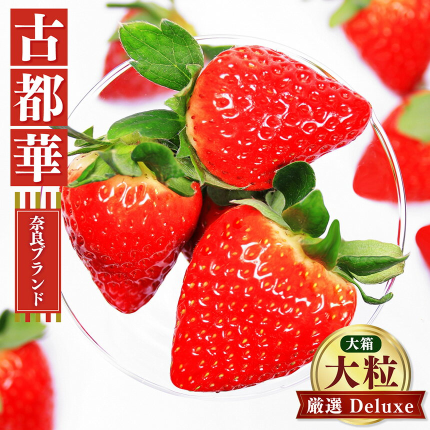 【ふるさと納税】奈良 の いちご 「 古都華 〜 ことか 〜」 大粒 厳選 Deluxe（大箱） ※12月下旬頃〜3月下旬頃に順次発送予定　※北海道・沖縄・離島対応不可 | フルーツ くだもの 果物 いちご イチゴ ことか コトカ 古都華 奈良県 五條市