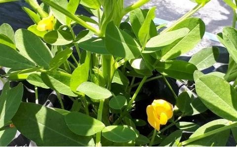 大粒(生)落花生(2kg)/おおまさり