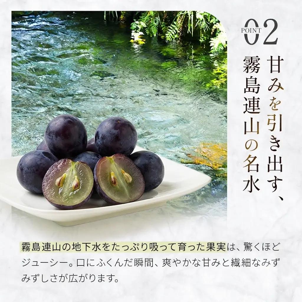 ぶどう 【大粒・種なし】ピオーネ（ニューピオーネ）2kg ぶどう 