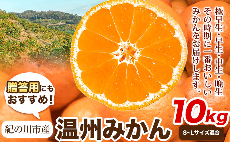 
                  贈答用にもおすすめ 温州みかん 10kg (S～Lサイズ混合) 和田果樹園【先行予約】《11月上旬-2027年2月上旬頃出荷》 和歌山県 紀の川市 みかん ミカン 果物 フルーツ 温州みかん 贈答用 送料無料
                
