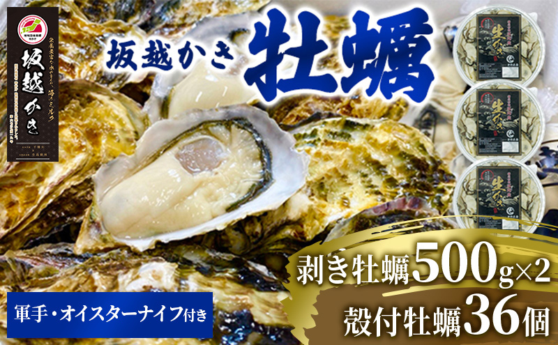  牡蠣 坂越かき 剥き牡蠣 500g×2、殻付き牡蠣 36個 軍手・オイスターナイフ付き[ 生牡蠣 かき カキ 生食 冬牡蠣 ] 魚貝類 剥き身 
