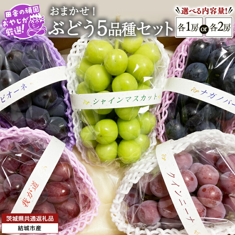 【ふるさと納税】＼ 選べる房数 ／ おまかせ ！ ぶどうセット 5品種 ×各1～2房【2025年9月より発送開始】（茨城県共通返礼品 [ぶどう]：結城市産） ぶどう ブドウ 葡萄 果物 フルーツ 茨城県産