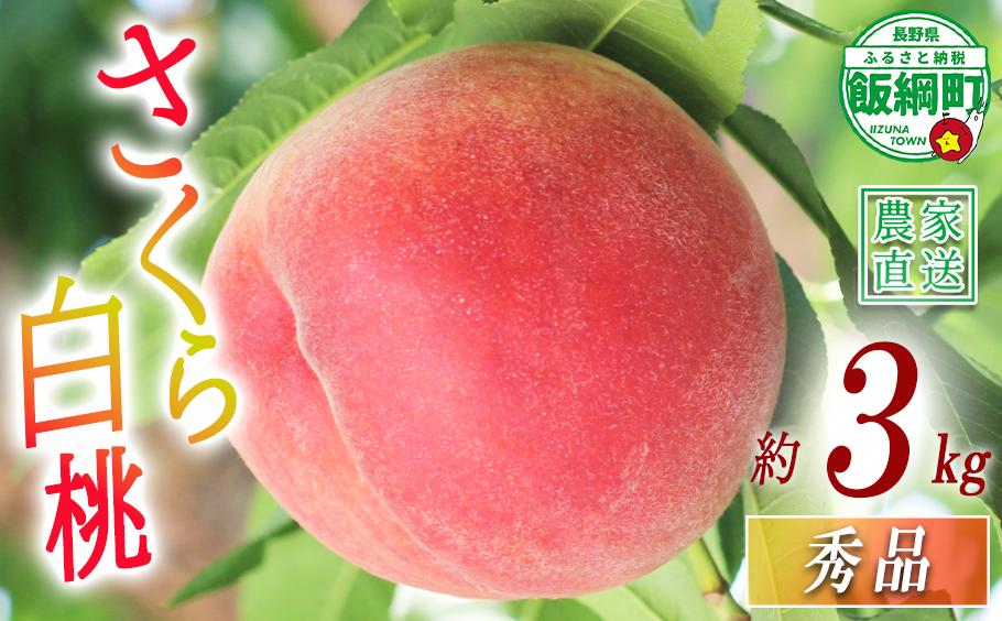 
                  もも 完熟 さくら白桃 秀品 3kg サイズおまかせ 白桃 井澤農園 配送先は本州限定 2026年9月中旬頃から2026年10月上旬頃まで順次発送予定 令和8年度収穫分 エコファーマー認定 信州 果物 フルーツ 大玉 モモ 桃 長野 予約 農家直送 長野県 飯綱町 [1564]
                