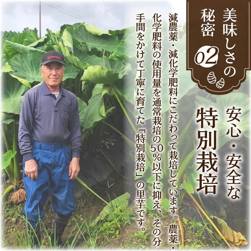 上庄さといも 【10月発送分】 3kg  里芋 特別栽培 [A-004001_01]