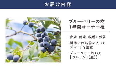 2855 鹿児島県鹿屋市 無農薬ブルーベリーの樹1年間オーナー権（50本限定） KN026-016 ブルーベリー オーナー権 体験 オキス ふるさと納税 鹿児島 鹿屋市 おすすめ ランキング プレゼン