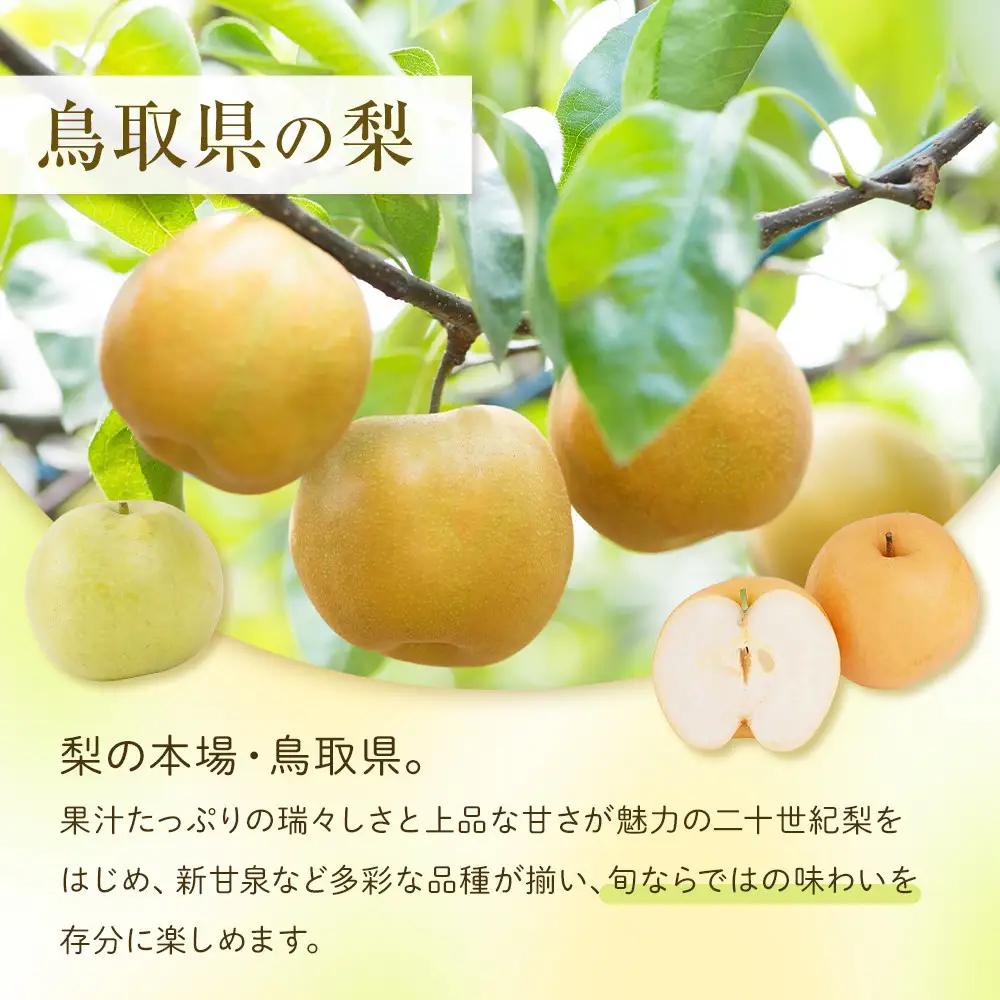数量限定 鳥取県産梨 秋甘泉（あきかんせん） 5kg（8～12玉）