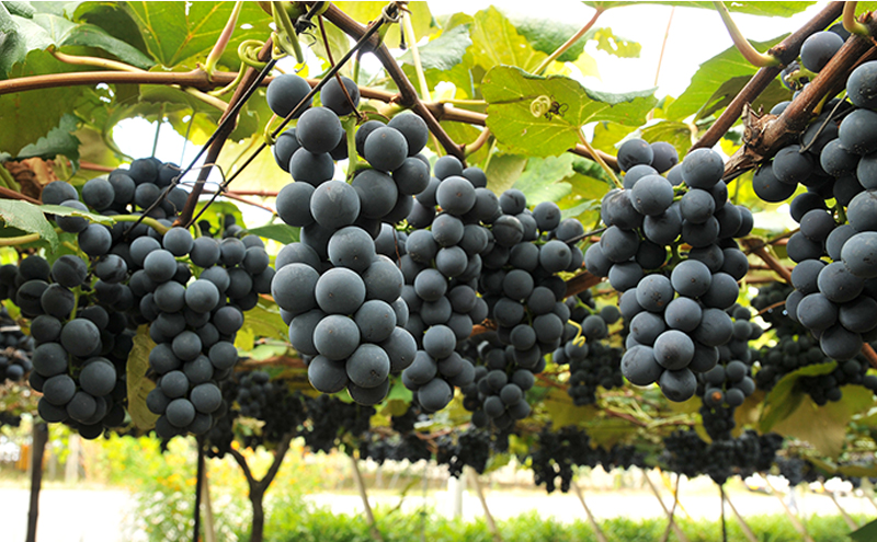 【四季のジャム】ぶどうコンコード 4個セット