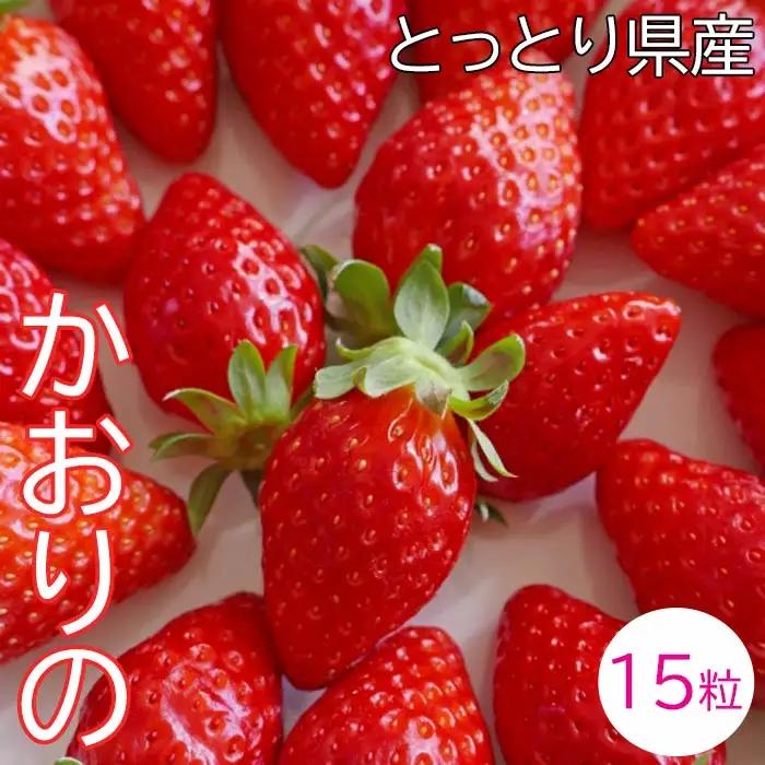 【先行予約】鳥取県産いちご かおりの 15粒（ギフト箱入）【イチゴ 苺 フルーツ 果物 かおりの かおり野 大粒 減農薬栽培 ギフト プレゼント 季節限定 先行予約】
