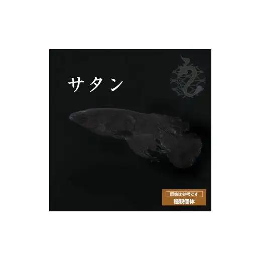 メダカ「サタン」2ペア