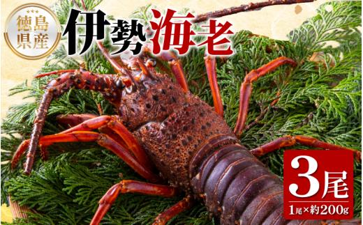伊勢海老 200g 3尾 《徳島の伊勢海老は身詰まりが良い！》 えび エビ 高級 伊勢 伊勢えび 鮮魚 海鮮 魚介 刺身 焼き物 汁物 イセエビ 海老 正月 おせち ギフト 贈答 贈り物 徳島 阿南 【年末年始 発送対応可能です！】