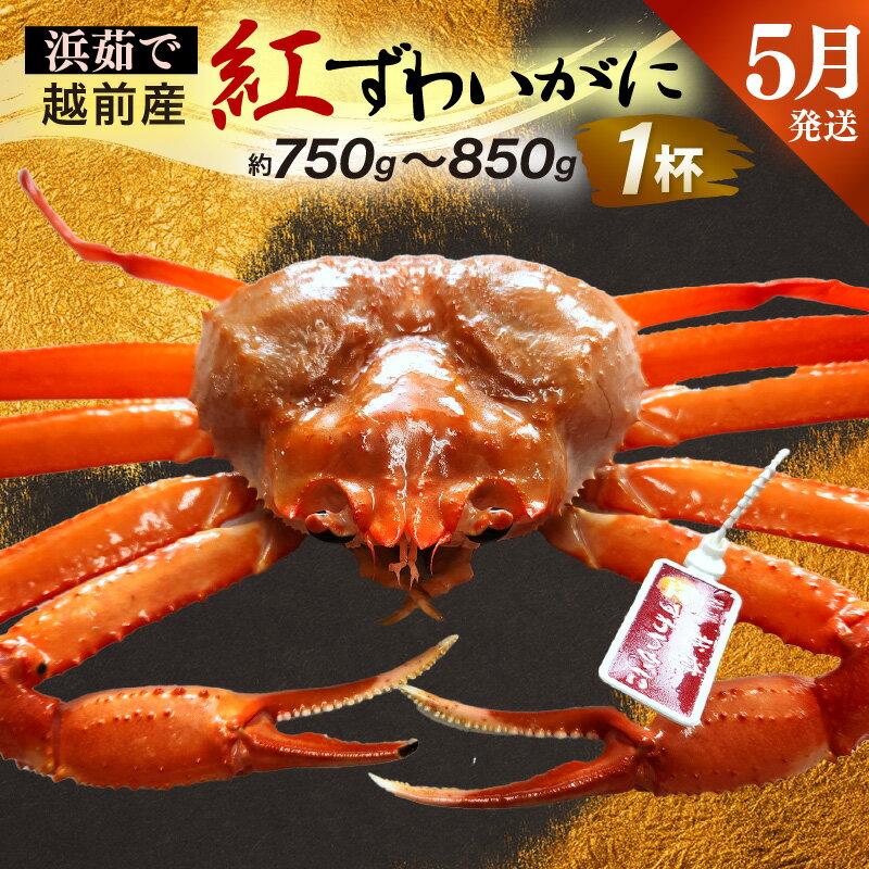【ふるさと納税】≪浜茹で≫越前産 紅ずわいがに × 1杯（生で約750g～850g）【5月発送分】【紅ズワイガニ カニ かに 蟹】【紅ずわいがに】希望日指定不可