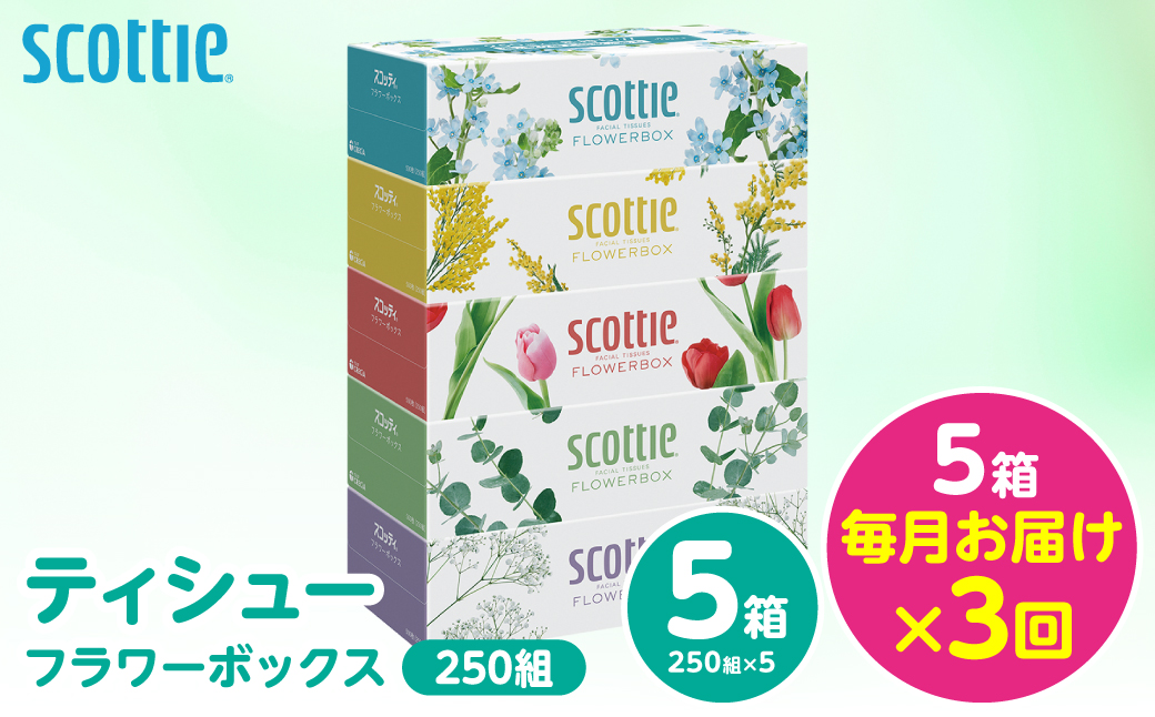 【定期便3回】【毎月お届け】【スコッティ】 ティシュー フラワーボックス 250組 5箱 計15箱 ティッシュ 日用品 生活必需品 消耗品 紙 備蓄 防災備蓄 ストック デザインボックス 新生活 防災 生活用品 日用消耗品 箱ティッシュ 熊本県 八代市
