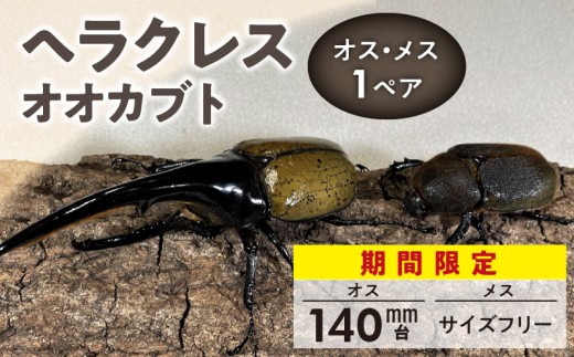 【ヘラクレスオオカブト】オス(140mm台)・メス(サイズフリー) 1ペア_期間限定 カブトムシ ヘラクレス 1ペア オス 140mm台 メス サイズフリー オオカブト 後食済み 昆虫 成虫 生体 ヘ