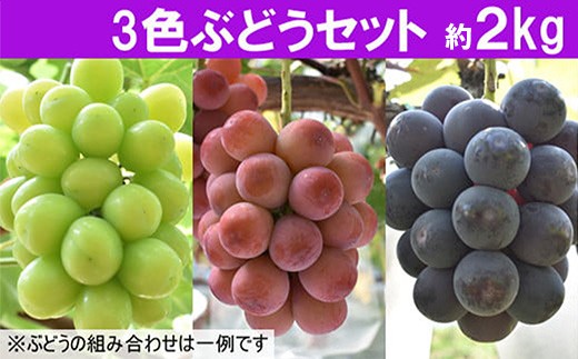 【先行予約】 3色ぶどうセット 約2kg 【3～4房 ピオーネ 巨峰 クイーンニーナ 安芸クイーン シャインマスカット 瀬戸ジャイアンツ BKシードレス ランダム お任せ 先行 予約 先行受付 フルーツ 島根県 安来市】【25-JY-08】