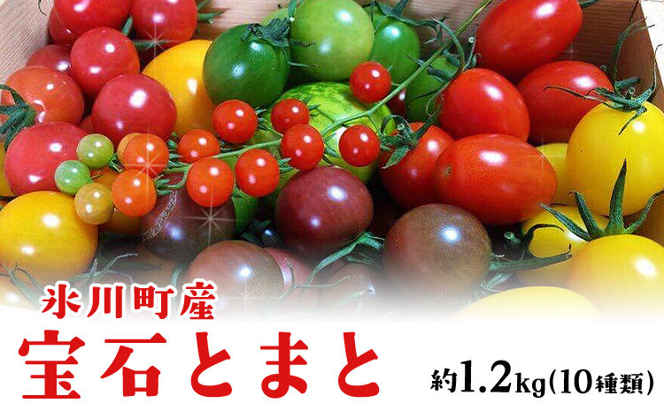 「ミヤザキファーム」 宝石とまと 熊本県氷川町産《12月上旬-6月末頃出荷予定》 小鈴 アイコ イエローアイコ オレンジ千果 みどりちゃん セレブスイート グリーンゼブラ 桃太郎ゴールド トスカーナバイオレット マイクロトマト