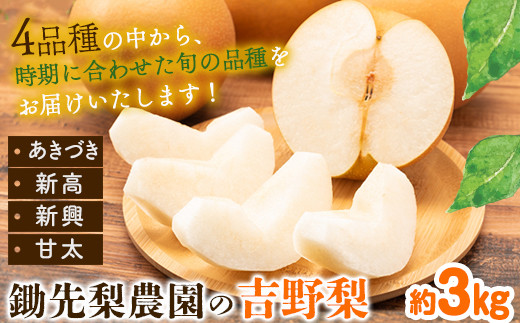 梨 フルーツ 熊本 県 氷川 町 産 鋤先梨農園の梨 約3kg 鋤先梨農園 《8月下旬-10月中旬頃出荷》 熊本県 氷川町 あきづき 甘太 新高 新興 旬 フルーツ 大容量 梨