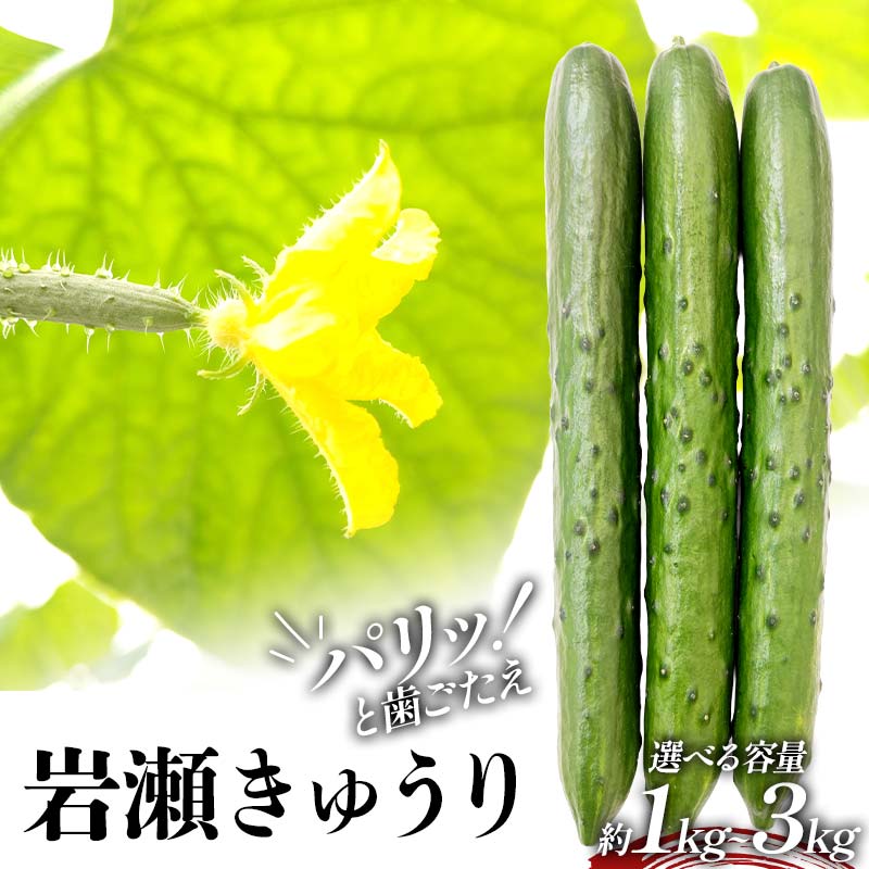 【ふるさと納税】＼選べる容量／タクシー会社直送 パリッと歯ごたえ 岩瀬きゅうり1kg・2kg・3kg キュウリ 野菜 漬物 サラダ 福島県 須賀川市 F7X-0780var