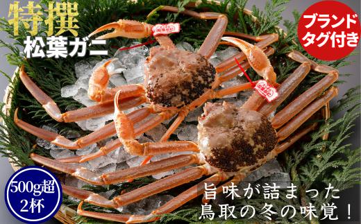 【活物】特撰 松葉がに（タグ付き）600g超の大きいサイズ 食べ応えあり　3杯