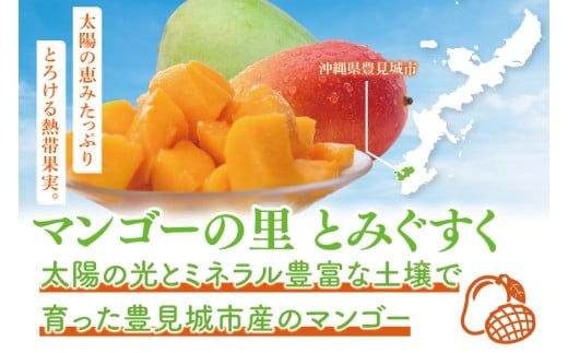 【2026年6月より順次発送】【訳あり】菜々色畑のアーウィンマンゴー 3～6玉(約1.5kg)【白箱】 ご家庭用｜マンゴー アーウィンマンゴー アーウィン フルーツ 果物 くだもの おきなわマンゴー 