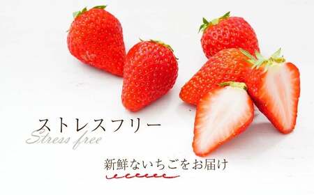 いちご 古都華 約250g×2パック【2026年1月～発送予定】