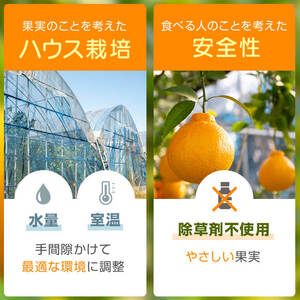 【A18008】＜先行予約受付中！2026年2月より収穫ができ次第順次発送予定＞肝付町産不知火(しらぬい)(計6kg・3kg×2ケース)国産 フルーツ 果物 柑橘 みかん デコポン しらぬい 不和火【