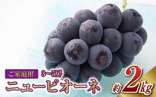 《ご家庭用》ニュー ピオーネ 3～5房（約2.0kg）　ブドウ 葡萄 岡山県産 国産 フルーツ 果物 岡山県 倉敷市 　【2026年8月下旬～10月下旬発送予定】