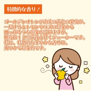 お茶 湘南ゴールド ブレンドティー 12袋入 お茶