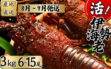 【8月上旬～9月下旬発送】【漁師直送／生】 伊勢海老 （３kg／６〜１５尾） 海老 海老 海老 海老 海老 仲野水産